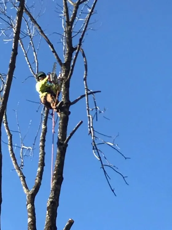 Recent New Day tree job 4