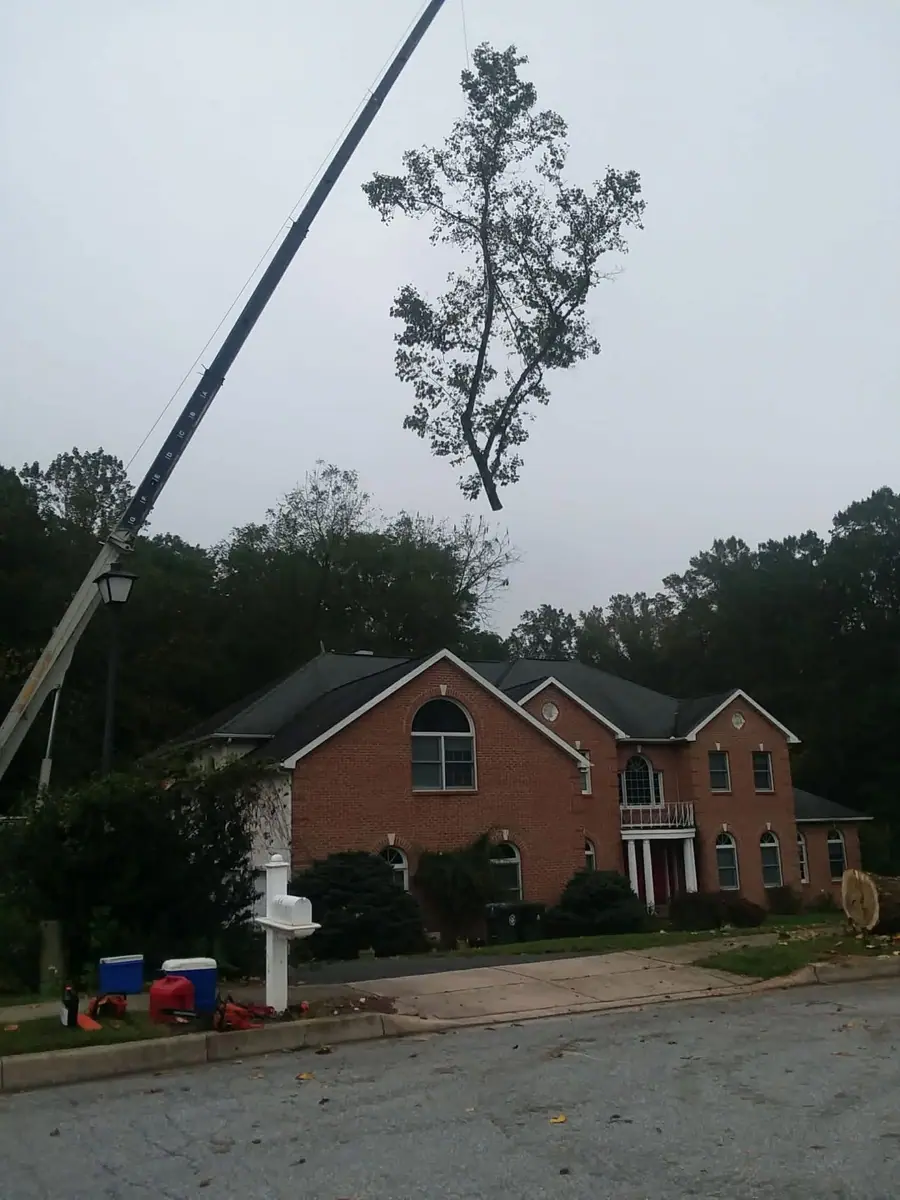 New Day Tree removal work
