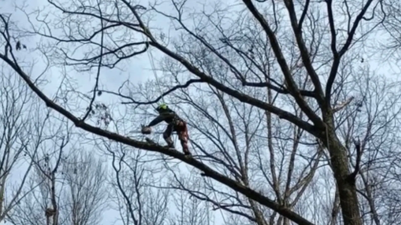 Recent New Day tree job 1