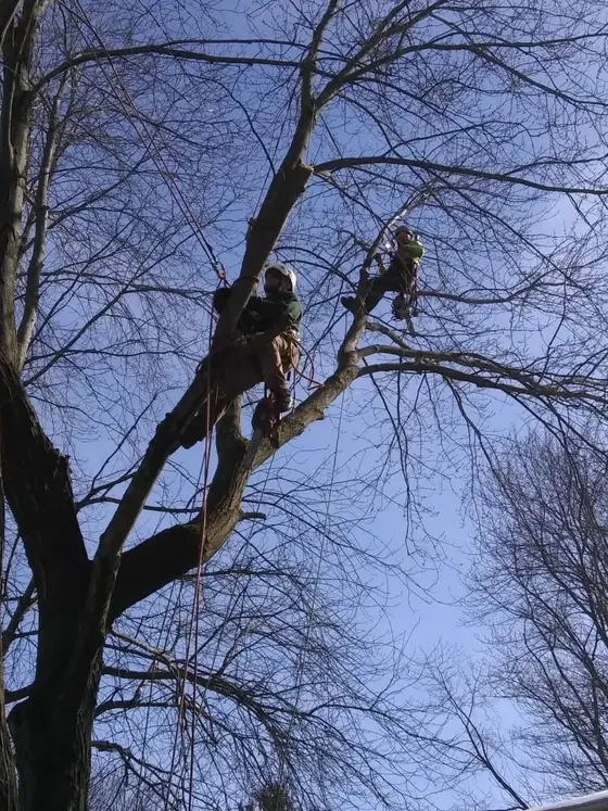 Recent New Day tree job 3