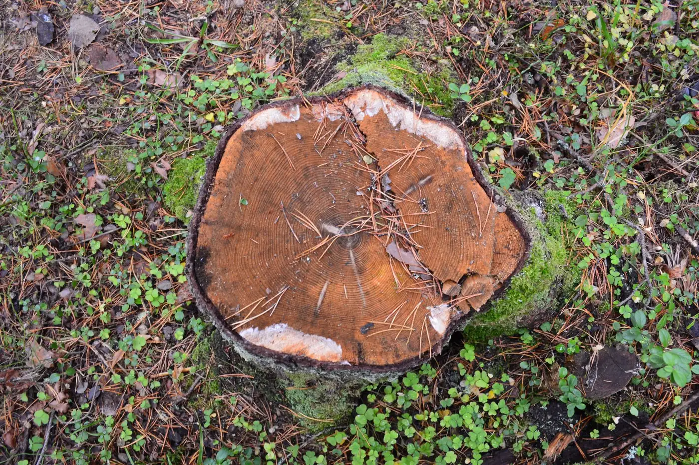 New Day Stump grinding work