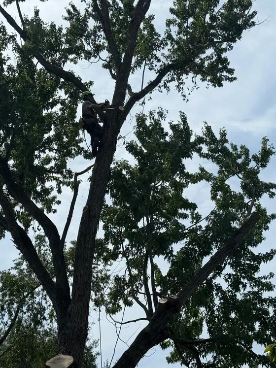 Recent New Day tree job 2
