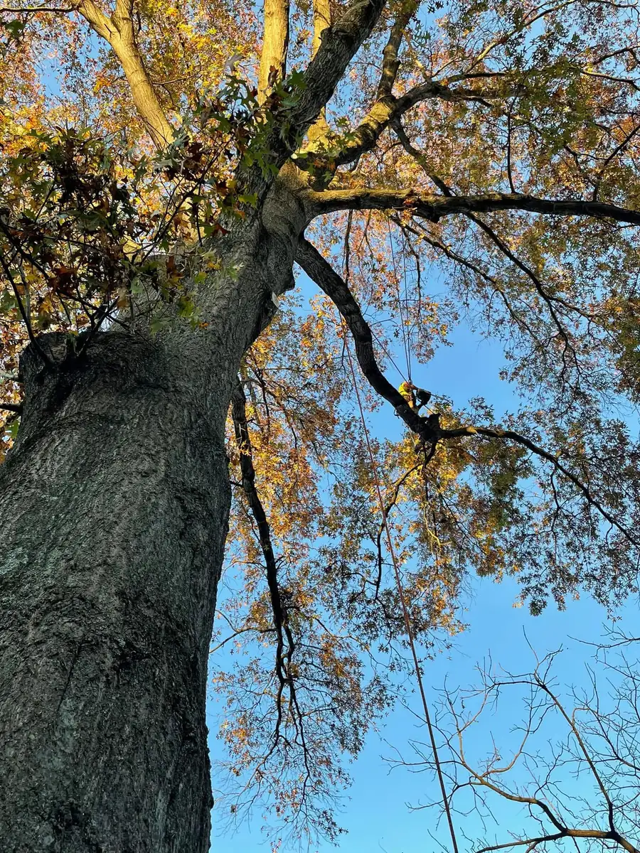 New Day Tree health work